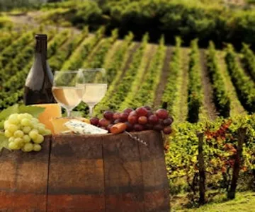 Chianti: Guided Half-Day Tour from Florence + Wine & Olive Oil Tasting